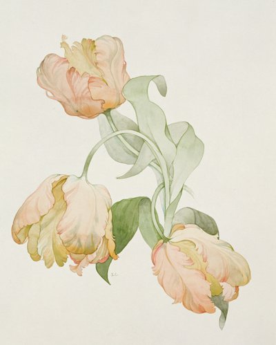 Papouščí tulipány od Sarah Creswell